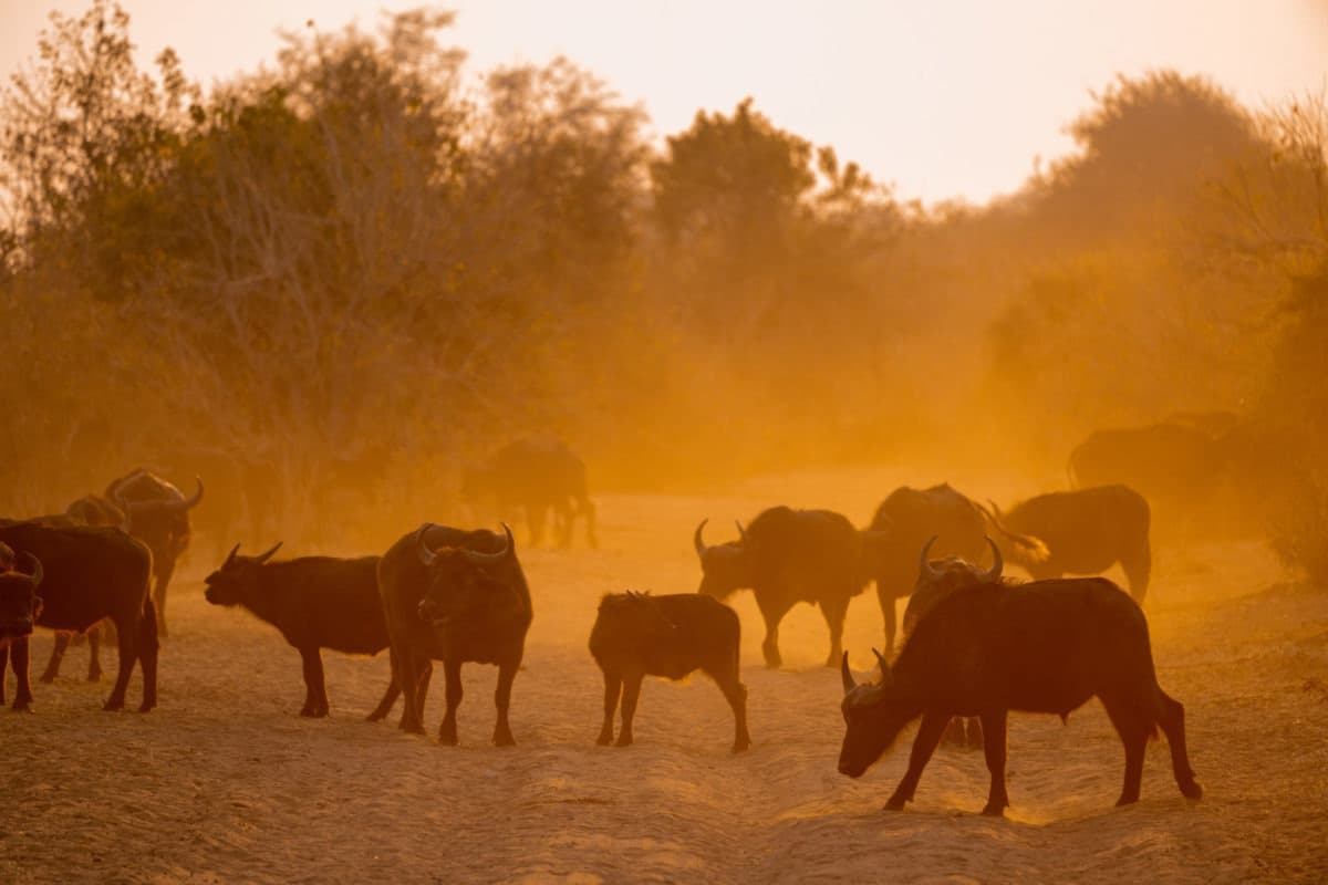 Chobe National Park