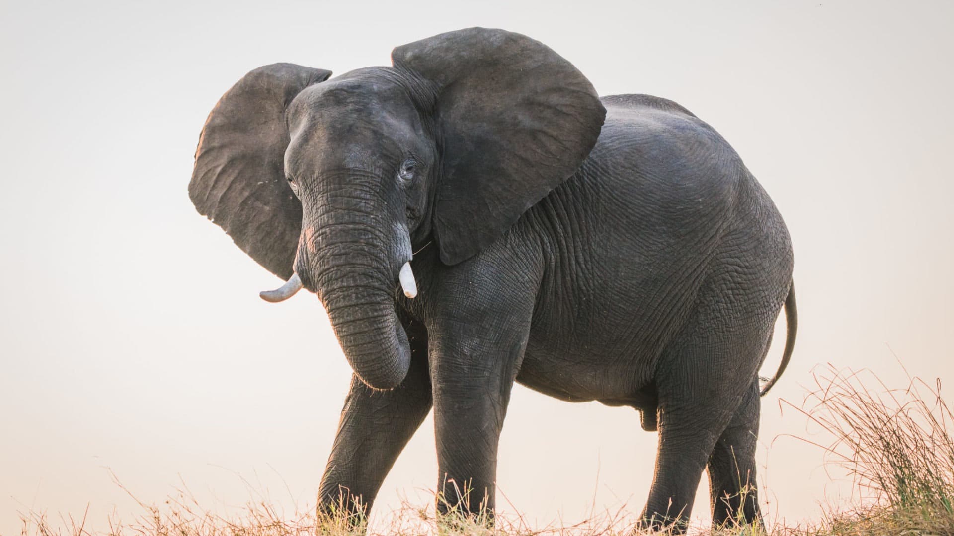 Chobe National Park