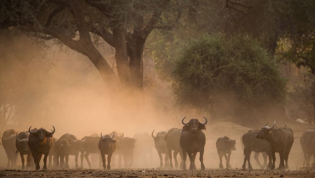Fifteen-Day Botswana & Victoria Falls Safari