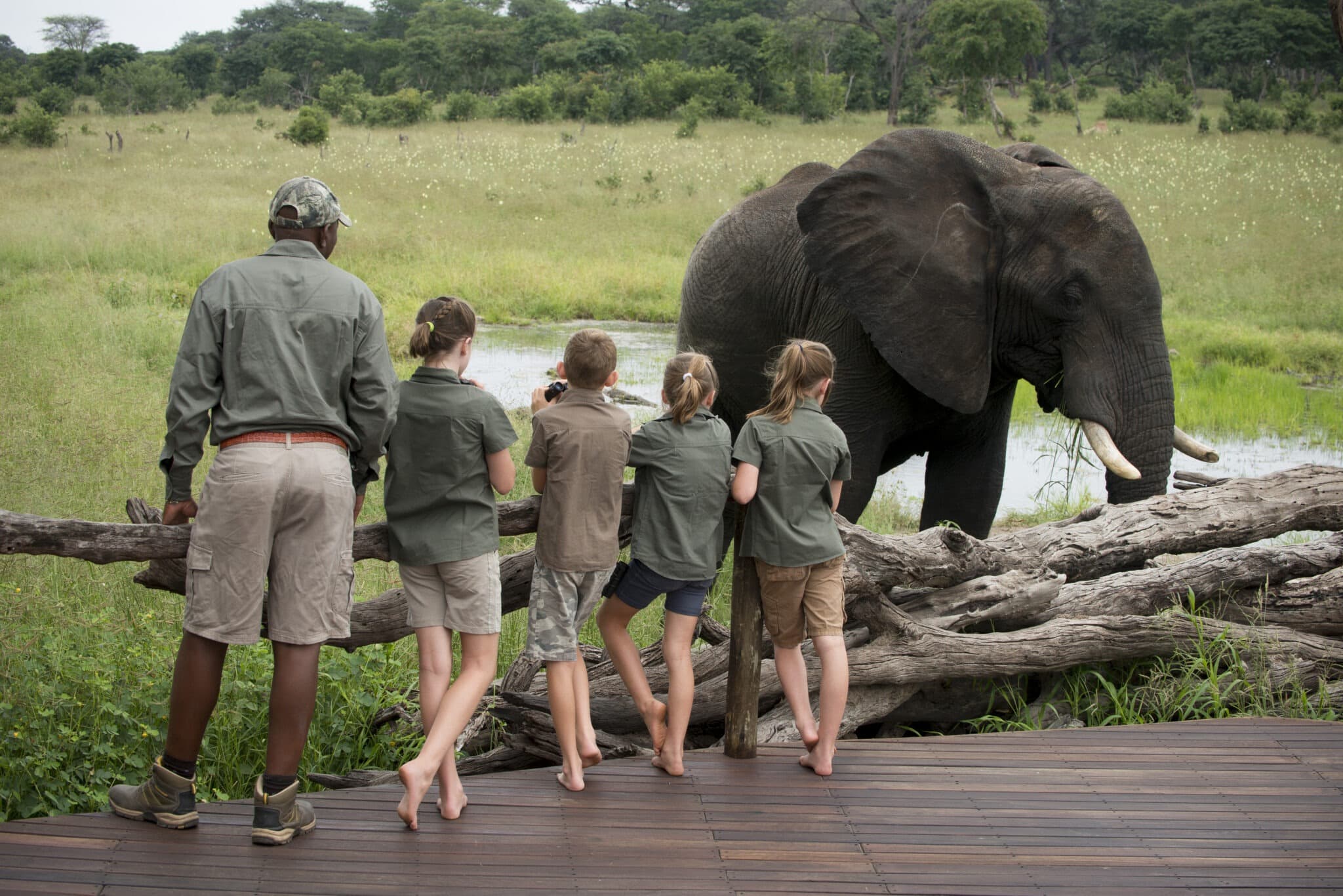 Hwange's Green Season: The Safari You Haven't Considered